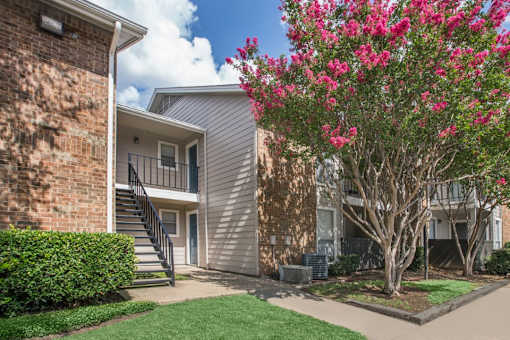A tree with pink flowers is in front of a building.