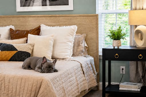 A dog is lying on a bed with a white comforter.