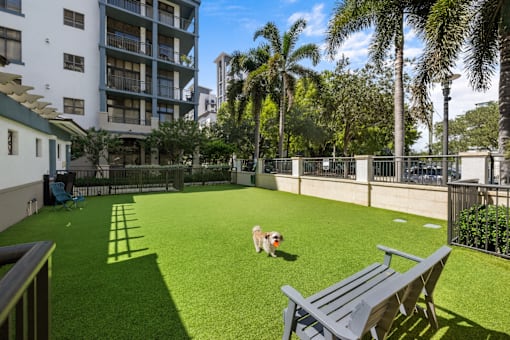 A dog is sitting on a green lawn in a courtyard.