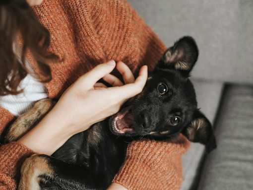 A person is petting a black dog wrapped in an orange blanket.