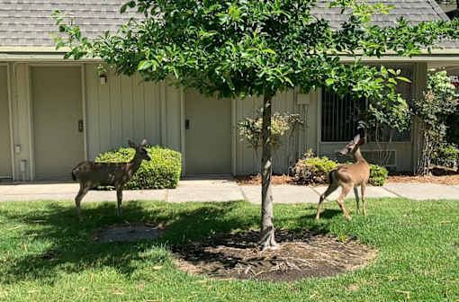 Courtyard Garden at OTAVON APARTMENTS, Novato