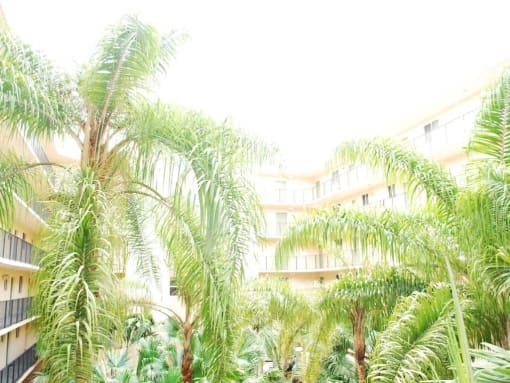 Trees at Villa Hermosa, Miami, FL