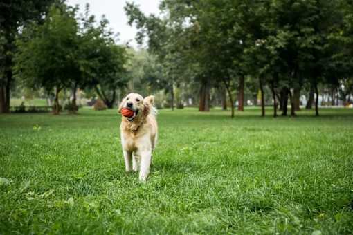 A dog is running with a ball in its mouth in a grassy field.