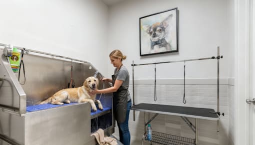 Apartments For Rent In Twin Creek, Everett, WA - Woodbrook - Pet Grooming Station With Large Tub And Grooming Table.