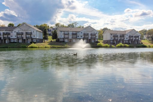 Affordable Antioch, TN Apartments – Hickory Lake – a duck swimming in a pond with an apartment building in the background