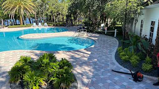 A pool surrounded by palm trees and plants.