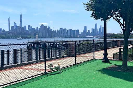 A dog is playing on a green surface near a fence with a city skyline in the background.