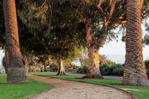 a dirt path through a park with palm trees