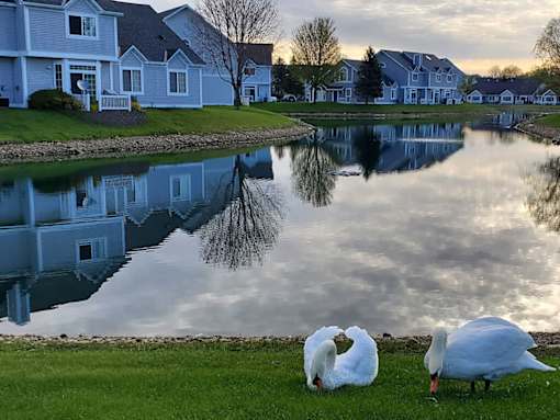 Two white geese are grazing on the grass by a pond.