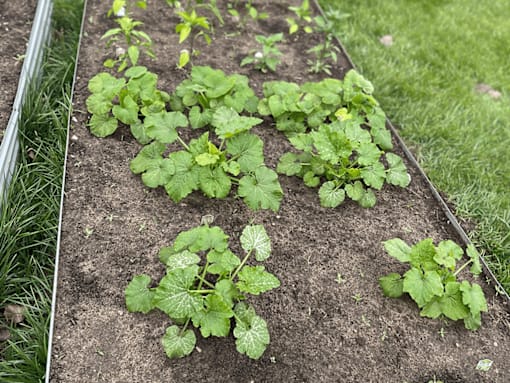 A row of green plants growing in a garden bed