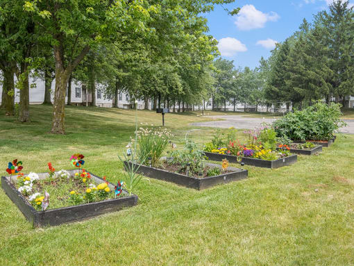 a row of flower beds in a grassy area with trees in the background