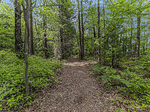 A dirt trail winds through a forest of trees.