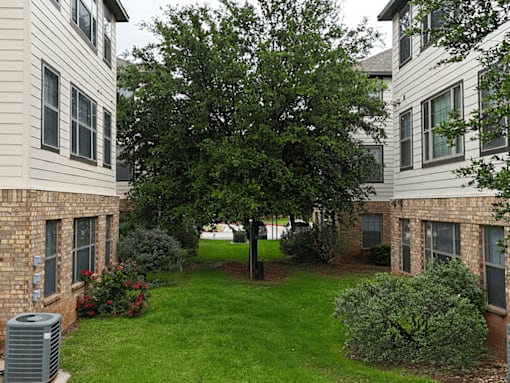 A tree in the middle of a grassy courtyard between two buildings.