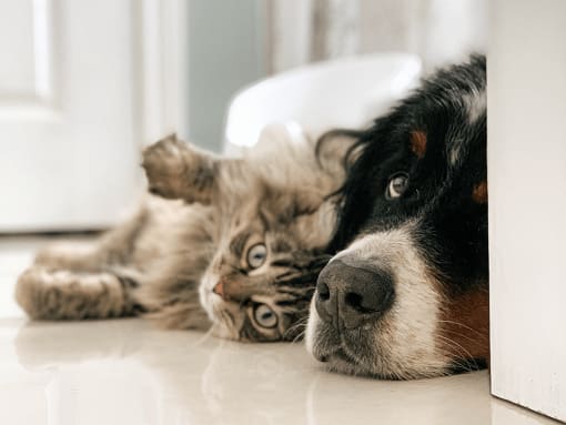 a dog and cat laying on the floor