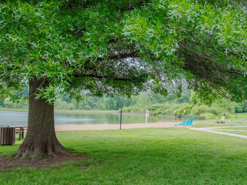 a tree in a park next to a lake