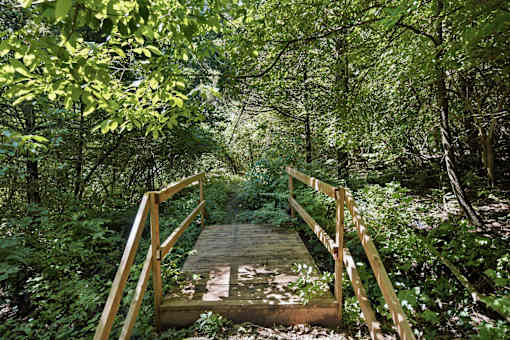 A wooden bridge crosses a small stream in a lush green forest.