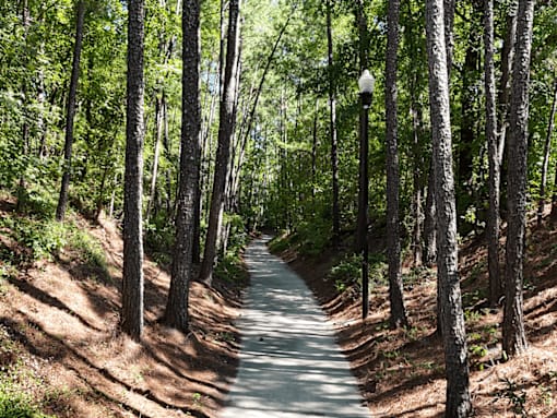 A tree-lined path in a forest.