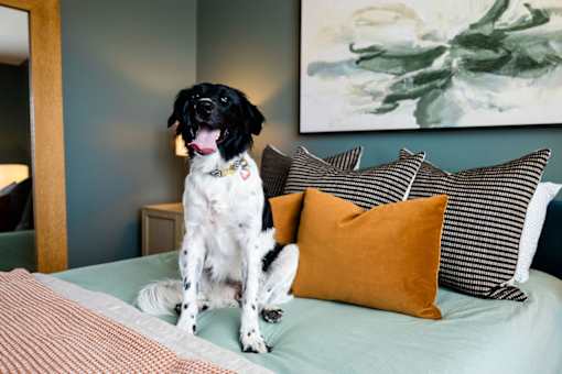 A black and white dog sitting on a bed with a green pillow.
