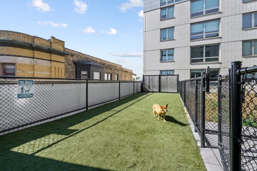 a dog runs through a fenced in area on a sunny day at Lakeview 3200 Apartments, Chicago, IL, 60657