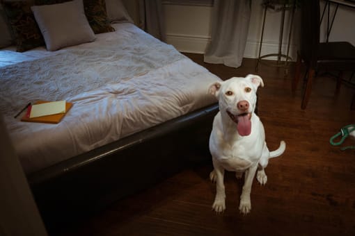 Large white dog sitting next to a luxury bed in pet friendly brookmore apartments in Pasadena and looking happily at the camera with tongue out.