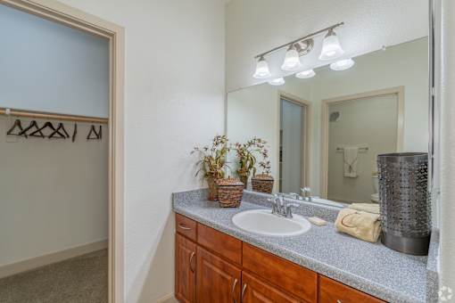 A bathroom with a sink, mirror, and a plant on the counter.