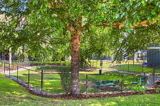 A tree with green leaves in a park.