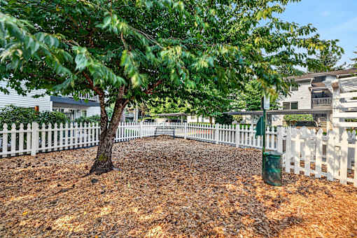A tree in a yard with white picket fence.