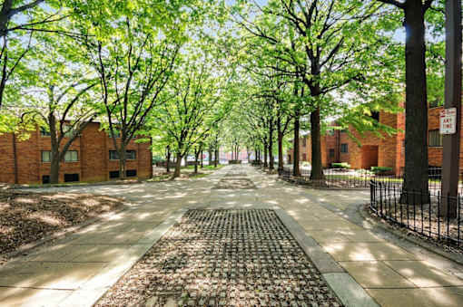 A tree-lined walkway between brick buildings.