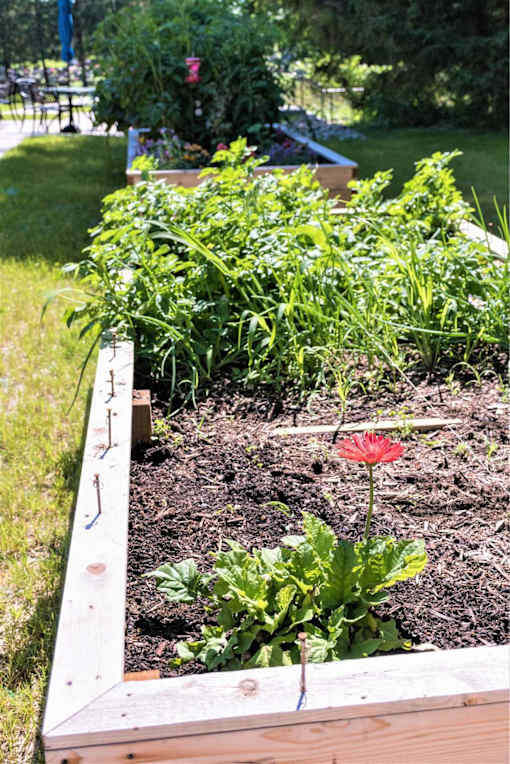 A red flower in a garden bed with green plants.