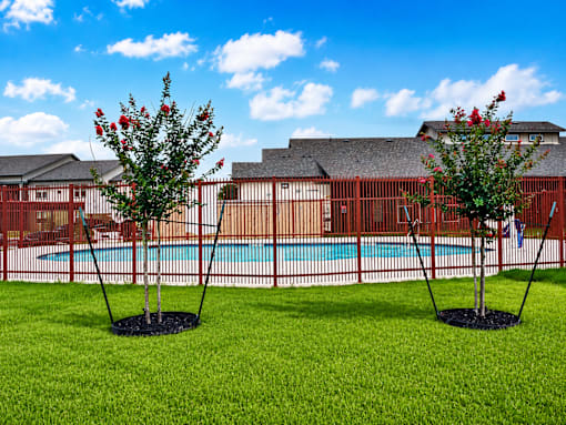 Two trees with red flowers stand in front of a pool and a building.