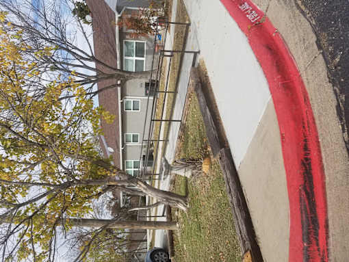 A tree with yellow leaves is in front of a building.