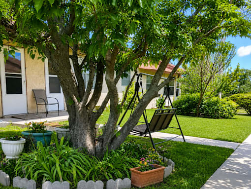 A tree with a swing hanging from it's branches.