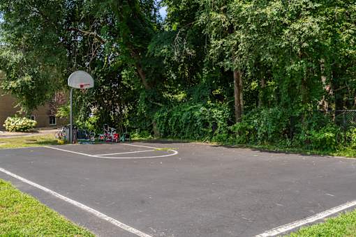 A basketball court surrounded by trees and bushes.