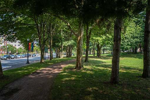 A tree-lined walkway in a park.