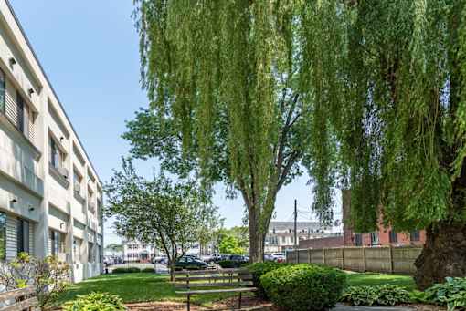 A weeping willow tree is in the foreground of a sunny day.