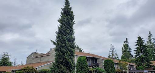A large evergreen tree stands in front of a house.