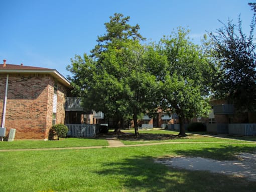 A tree in a yard.