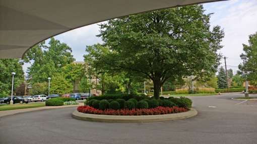 A large tree is in the middle of a circular flower bed.