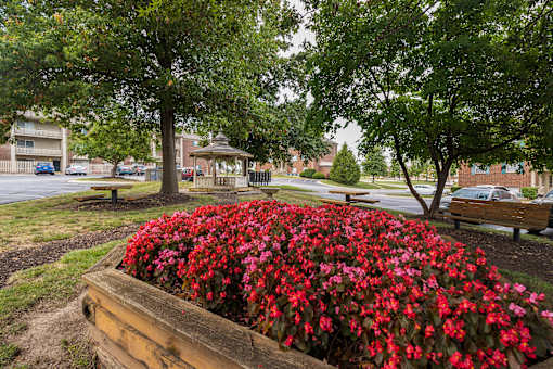 A vibrant flower bed filled with red flowers, with trees in the background.