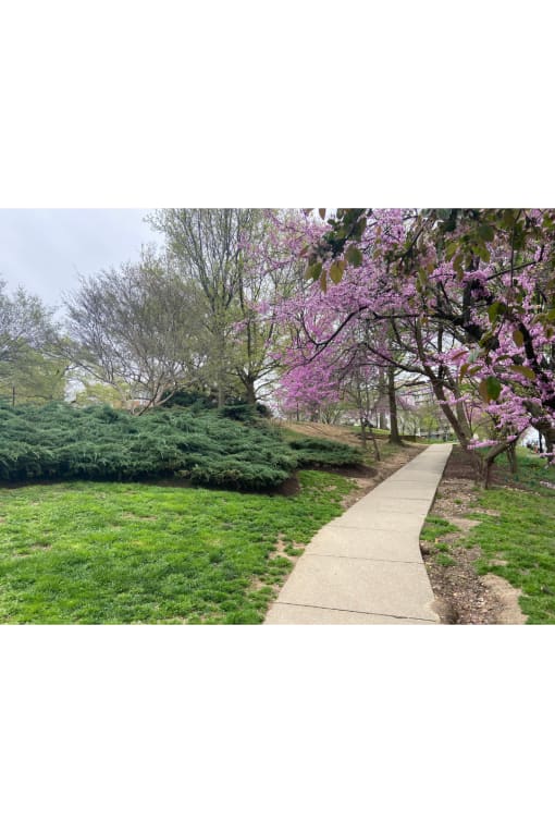 a walk in the park photograph at The Barlow at Kalorama Park, Washington