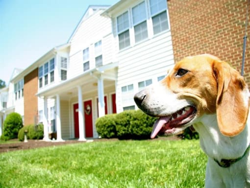a dog sitting in front of a house at Chesterfieldfield Garden Apartments, Chesterfield, VA
