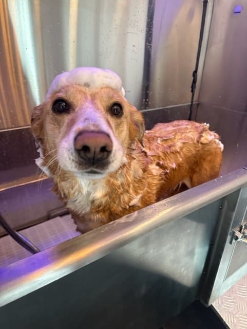 a dog in a bathtub with soap on its head