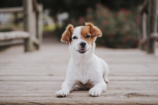 a small white and brown dog laying on a wooden deck