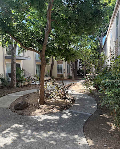 A tree in a courtyard with a building in the background.