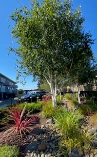 19th Apts Lanscaping