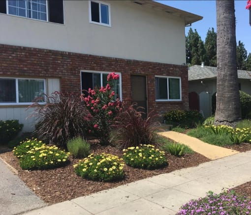 The front entrance of Prodesse Property Group 1007 Leigh AvenueSan Jose, CA 95128 featuring a white and brick apartment community and a bed of yellow flowers in the front lawn 