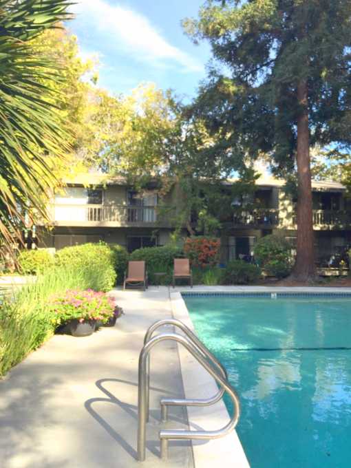 Peaceful Pool Setting