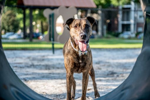A dog enjoying the dog park at Polos at Hudson Corners Apartments, South Carolina 29650
