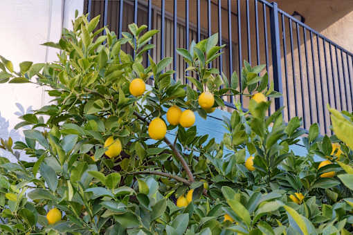A lemon tree with ripe lemons growing on it.