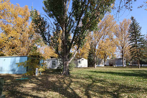 a yard with a tree in front of a house at Circle Park, Wyoming